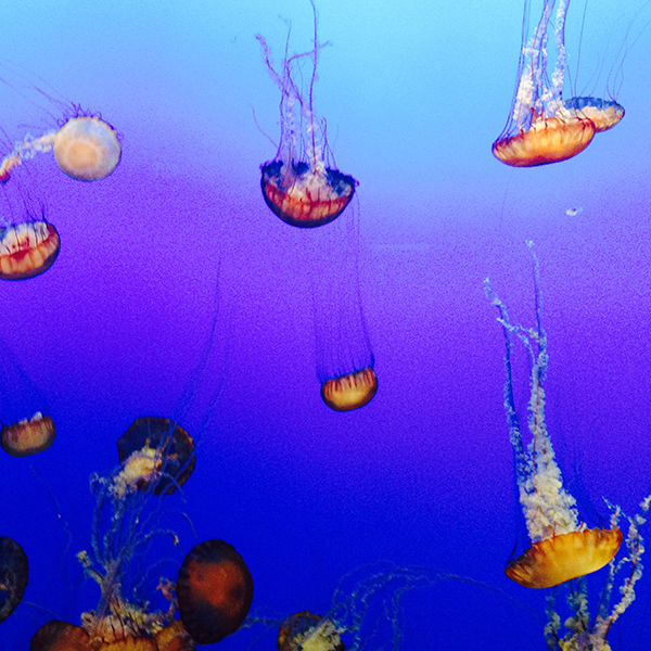 Jellyfish Swimming on Blue Ombre Background