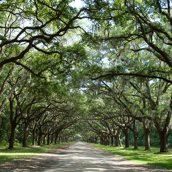 Canopy of Oaks Covering Roadway in Savannah, Georgia