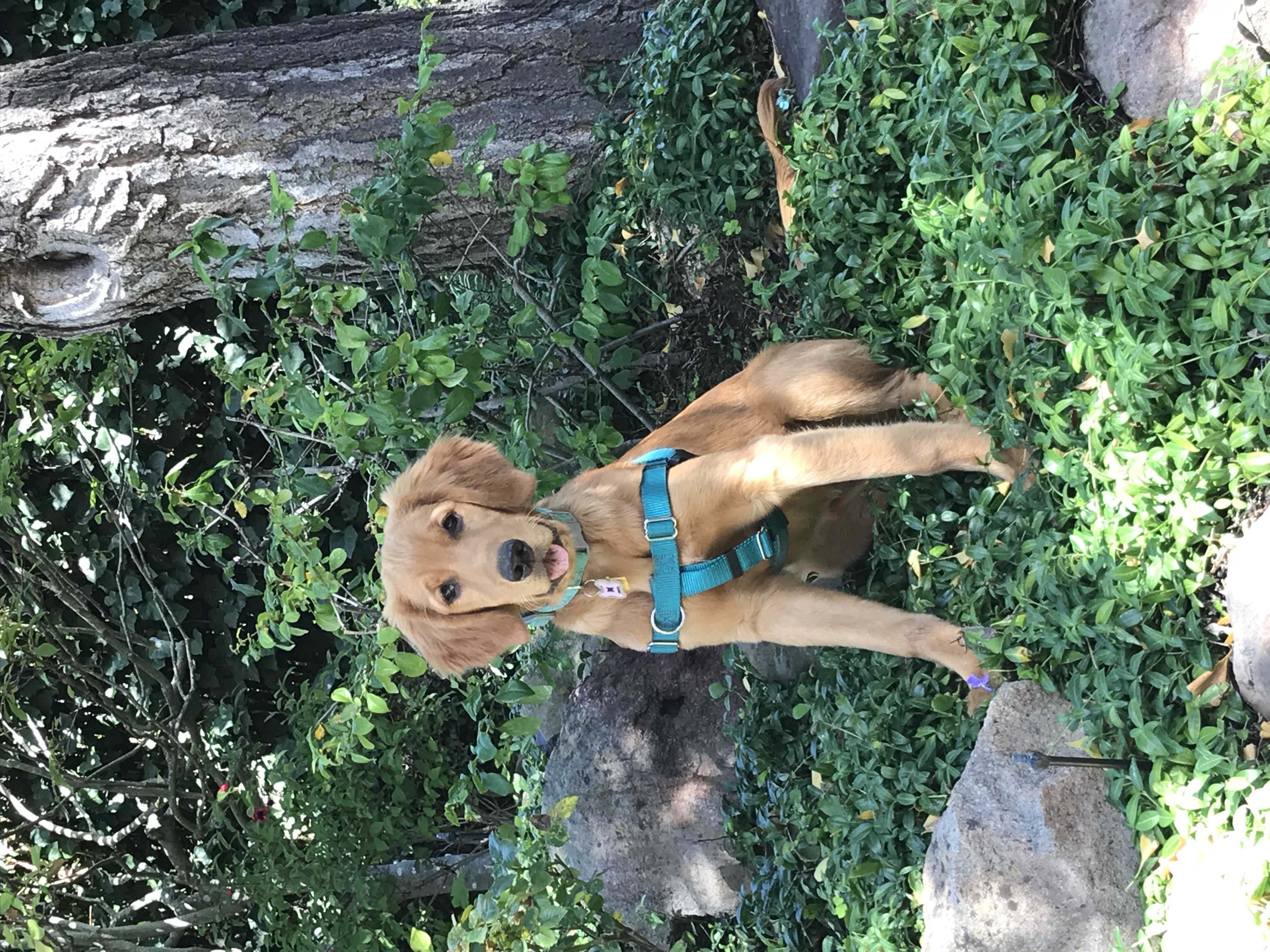 Golden Retriever Lucy
